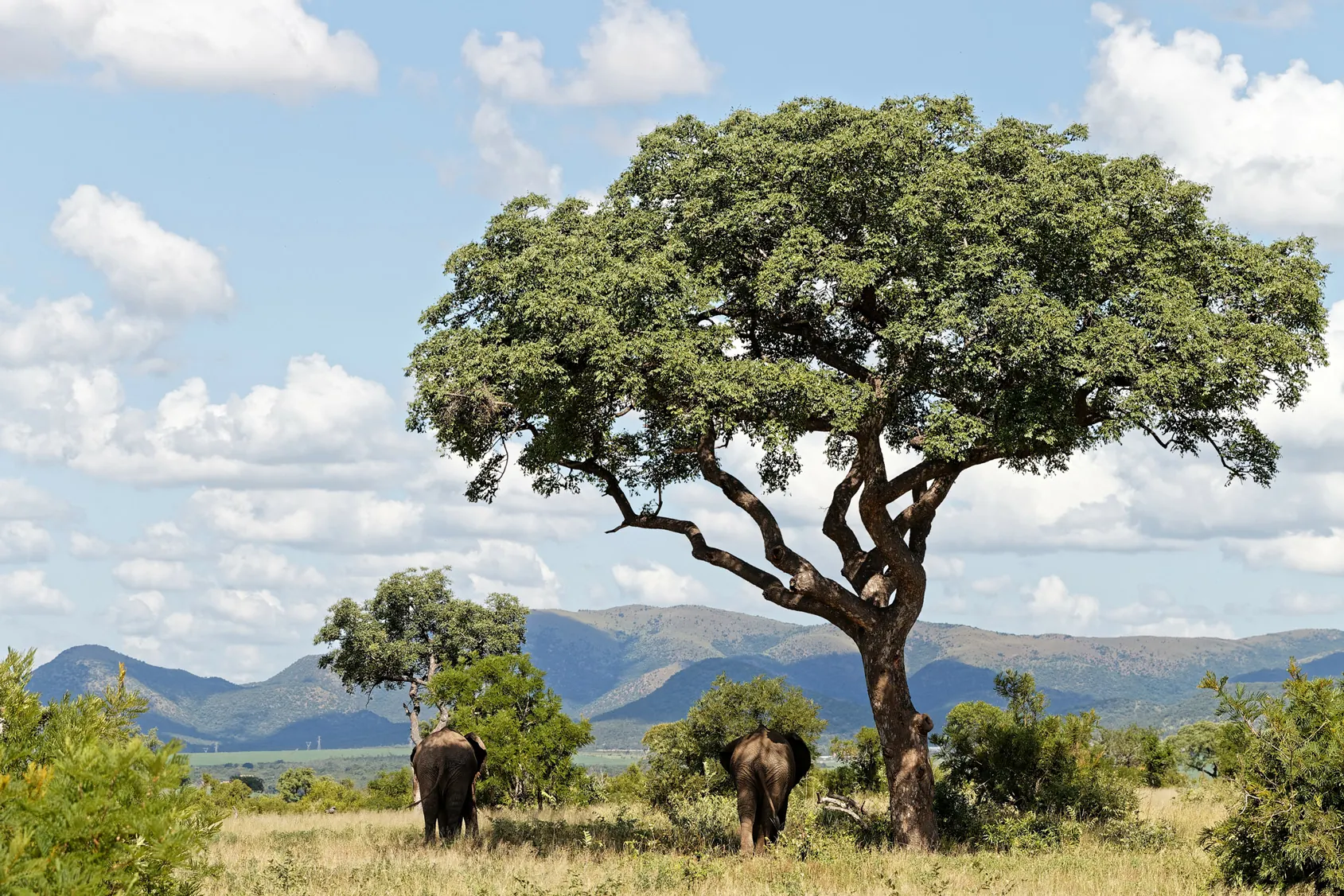 A mature marula tree standing alone on the lowveld — the matriarch species of the Sand catchment