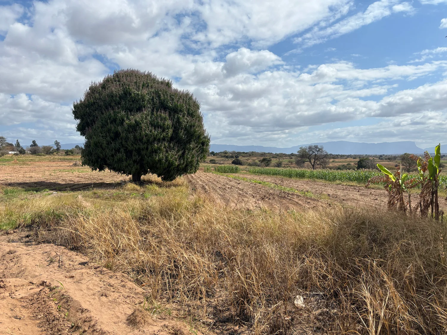 A mature marula standing alone in cultivated cropland, mountains in the distance — the closed loop, made visible