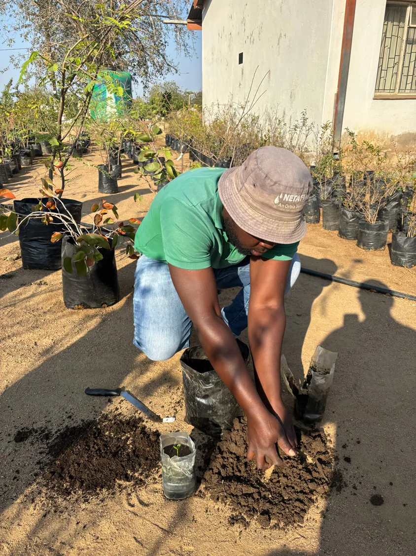 A custodian transplanting a sapling — the hand-level work that makes the programme permanent.