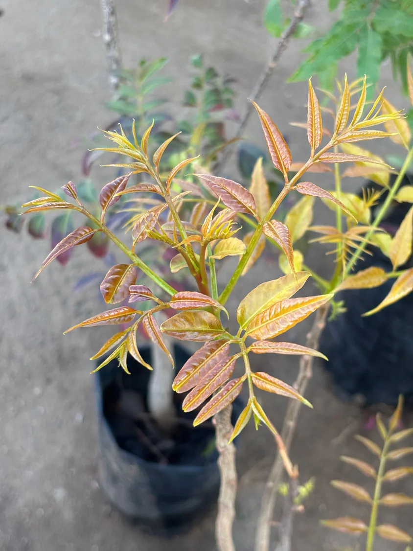 An indigenous sapling raised in the community nursery, the unit the project plants.