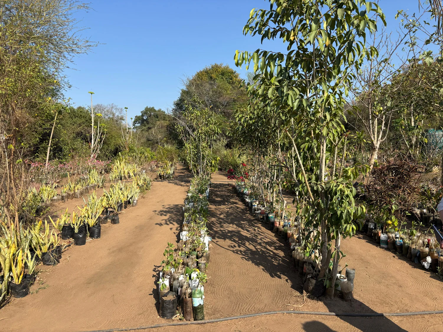 A community nursery aisle — rows of saplings in the grow-on stage.