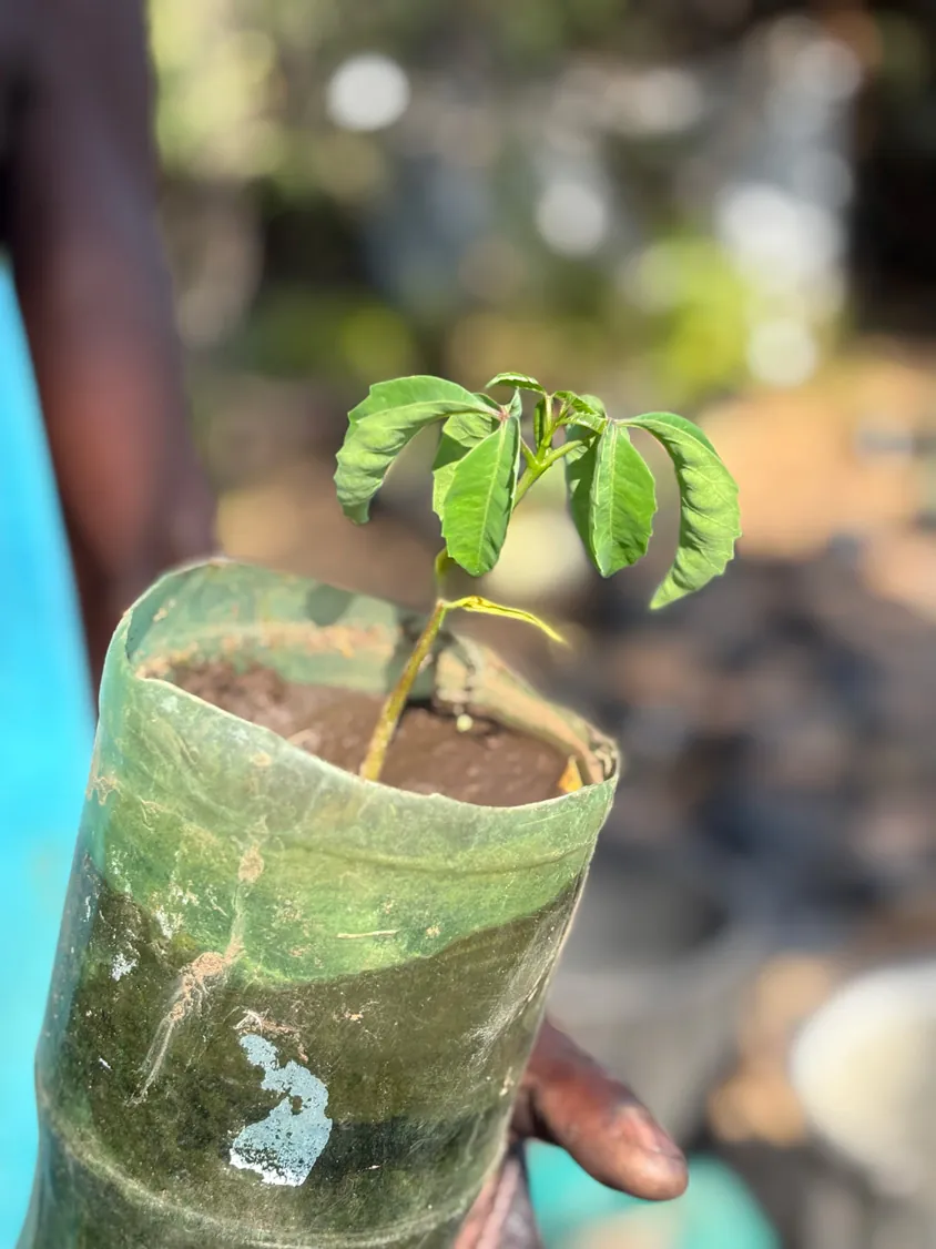 An indigenous Lowveld species in the planting programme.