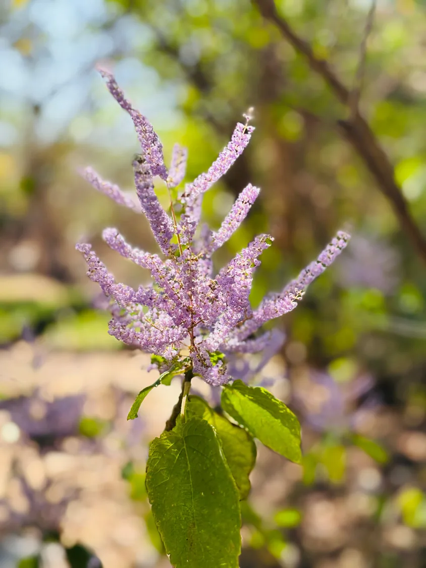 Apple-leaf (Philenoptera violacea) in flower — indigenous to the Lowveld.