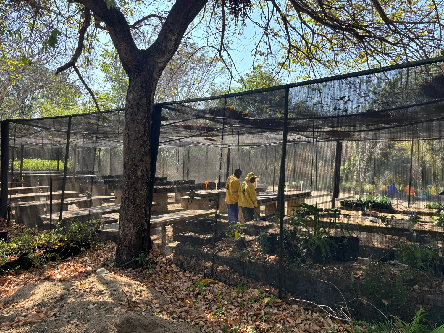The SANParks-supported nursery at Skukuza — the operational model scaled to a Traditional Authority.