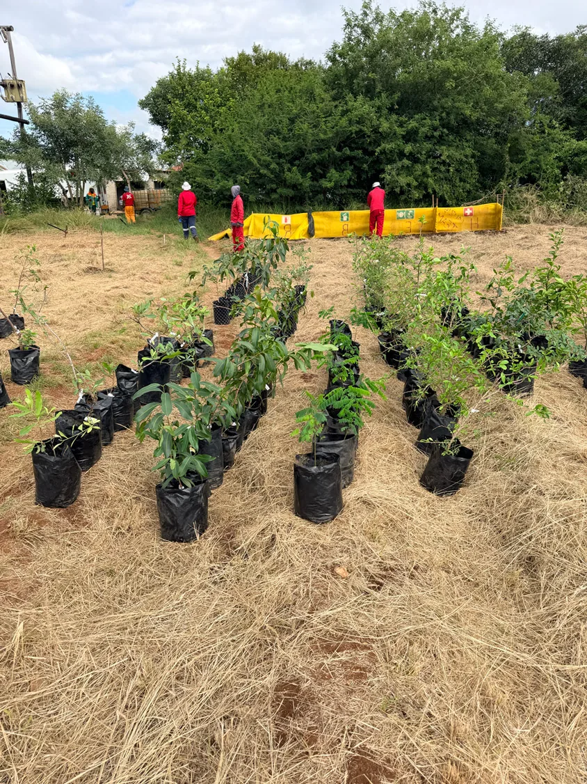 Indigenous saplings laid out at the planting site, ready to go into the ground with the first rains.