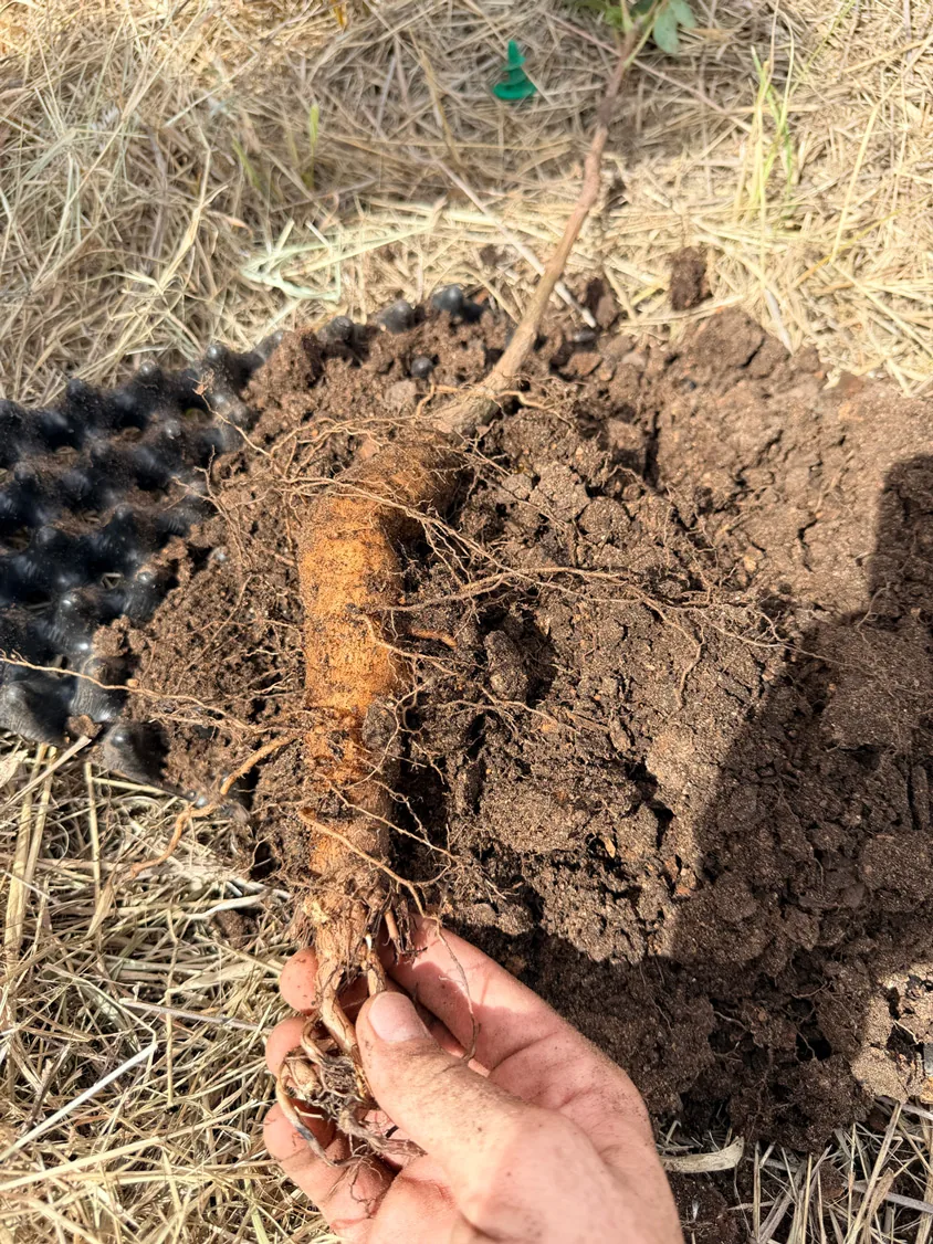 A custodian's hand holding a young marula sapling with its taproot exposed against the soil — the biological asset beneath the carbon projection