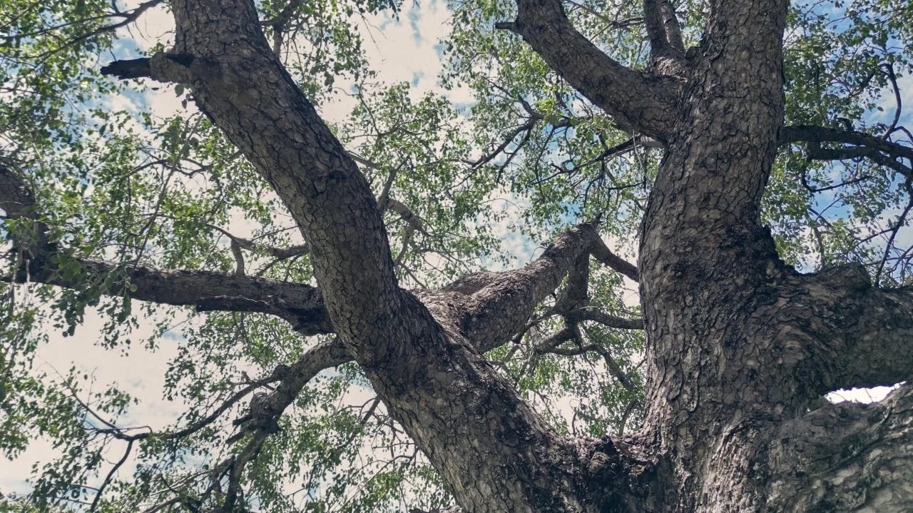 Looking up into the canopy of a mature marula tree — drought-hardy, hundred-year lifespan, the species the permanence claim rests on