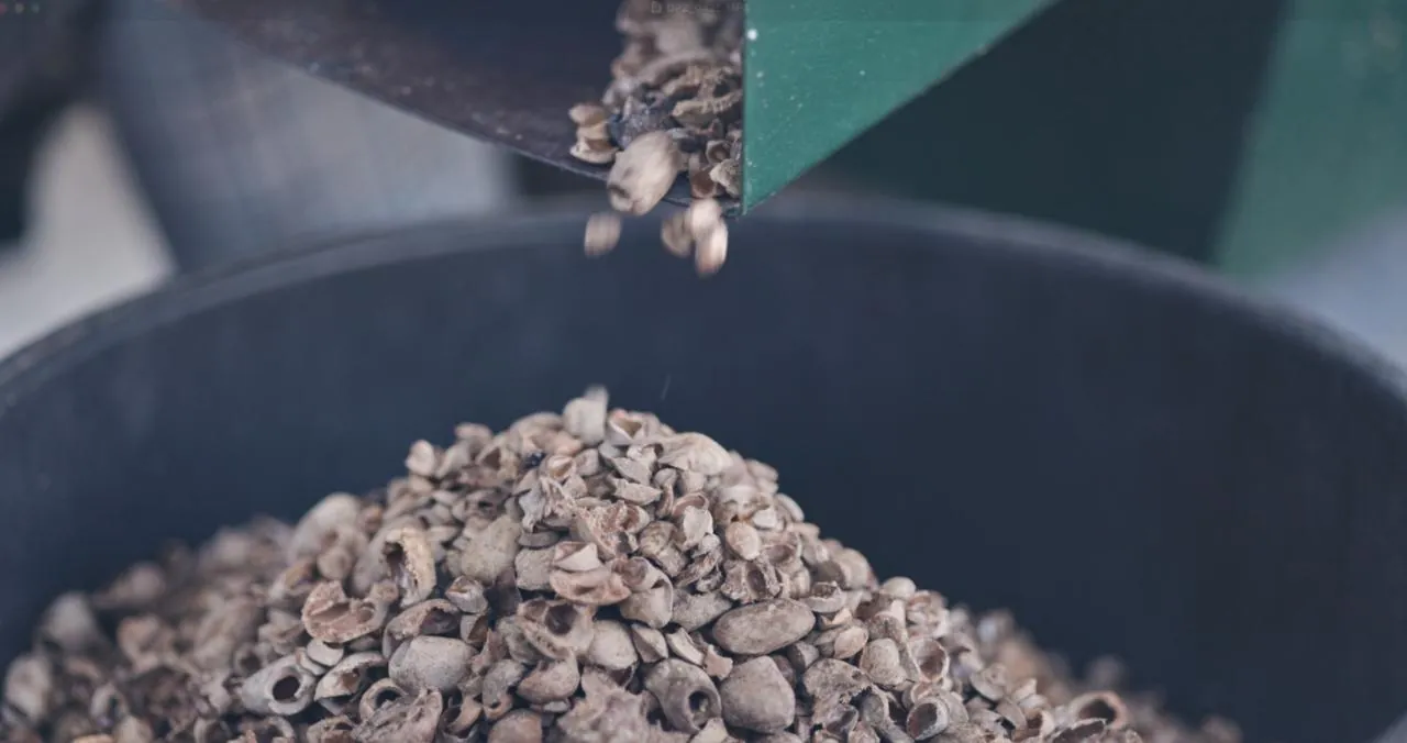 Cracked marula kernels tumbling from a processing chute into a collection bin