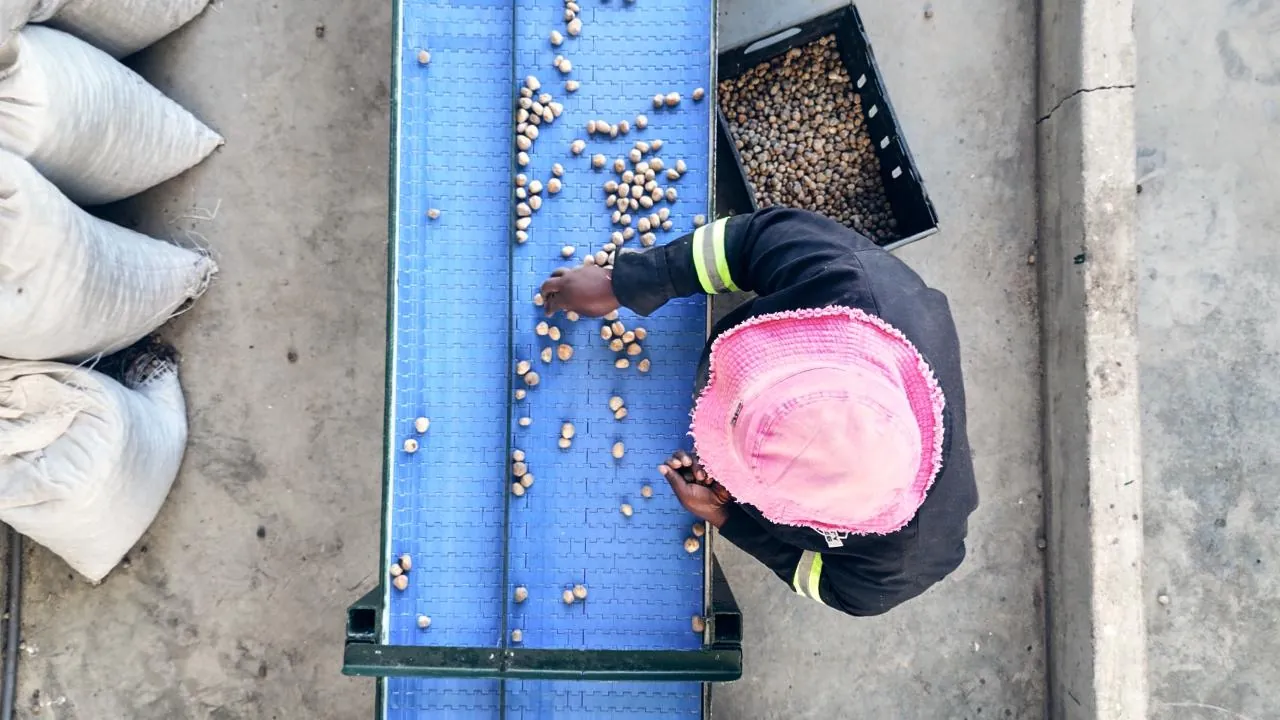 Marula kernels moving across the processing conveyor — the oil economy in mid-flow