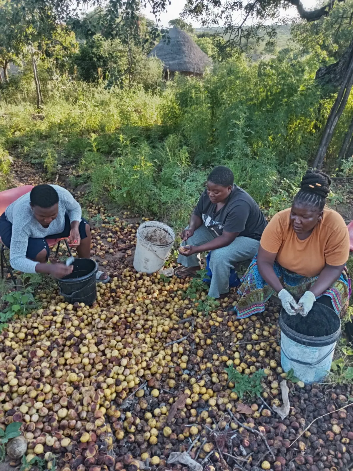 Custodian household collecting marula fruit at first light during the February harvest window
