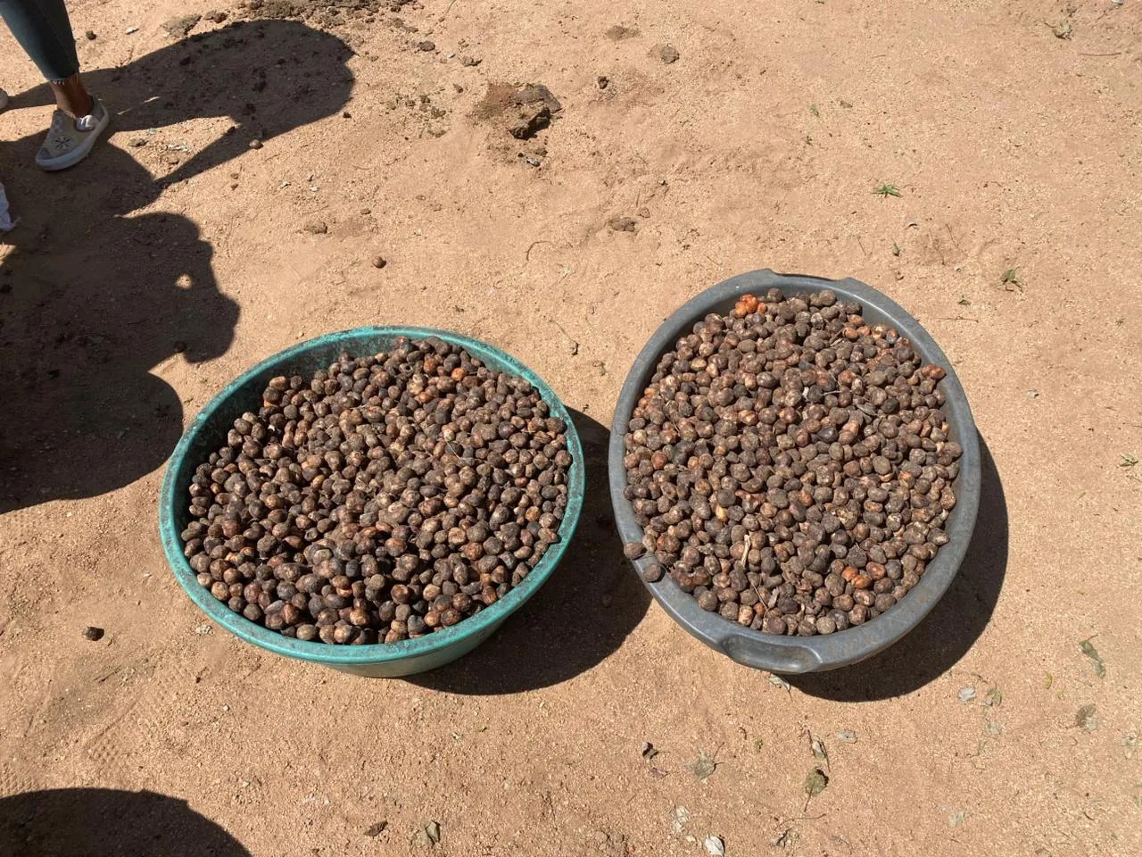 Custodians separating marula kernels from fruit pulp and shell fragments
