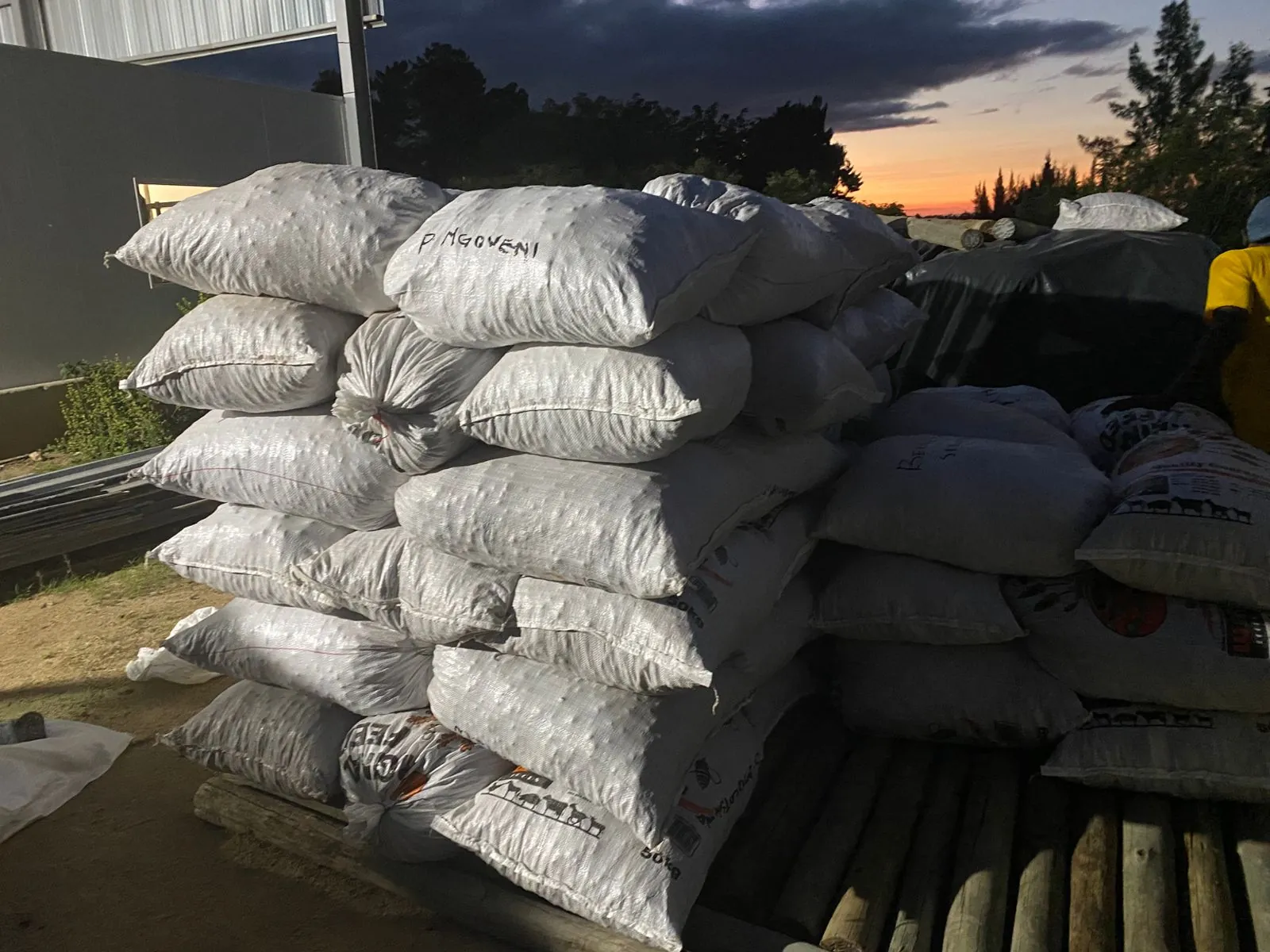 Custodians weighing sacks of marula kernels at a village collection point
