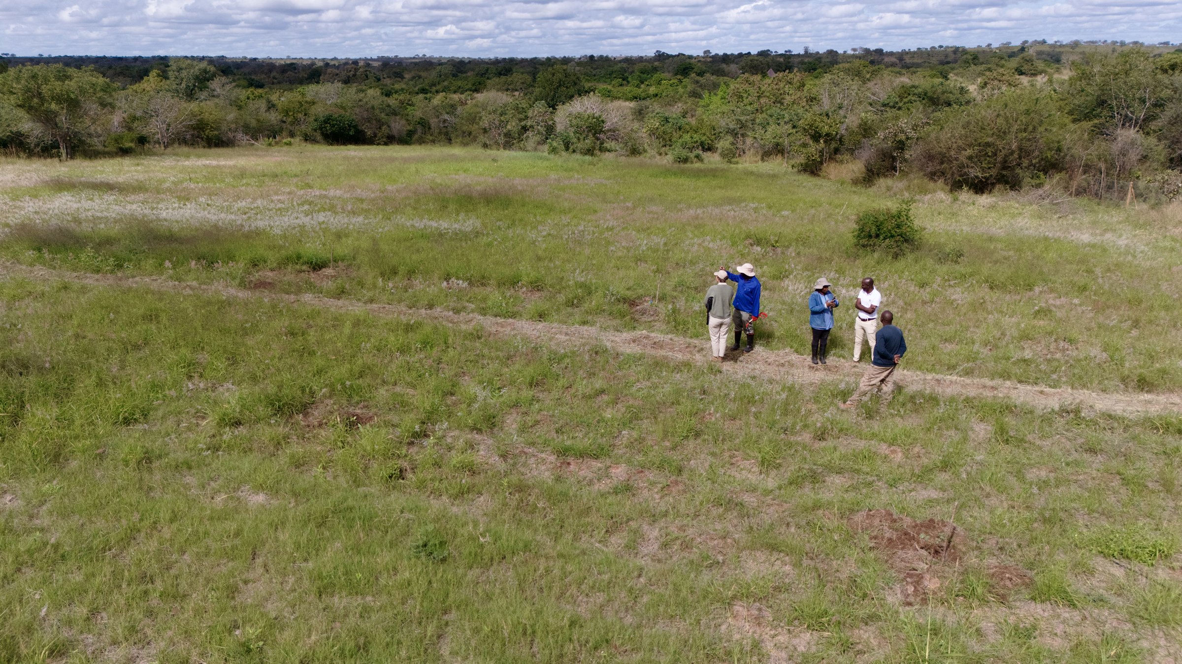 Aerial view of the Nkhensani Dhlamini reforestation site, Hoxane Traditional Authority — project team standing on a contour path between rows of newly planted indigenous trees, May 2026.