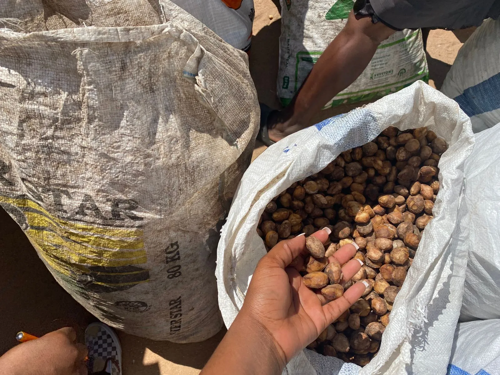 A handful of clean marula kernels, hand-extracted by custodians, Mpumalanga 2026