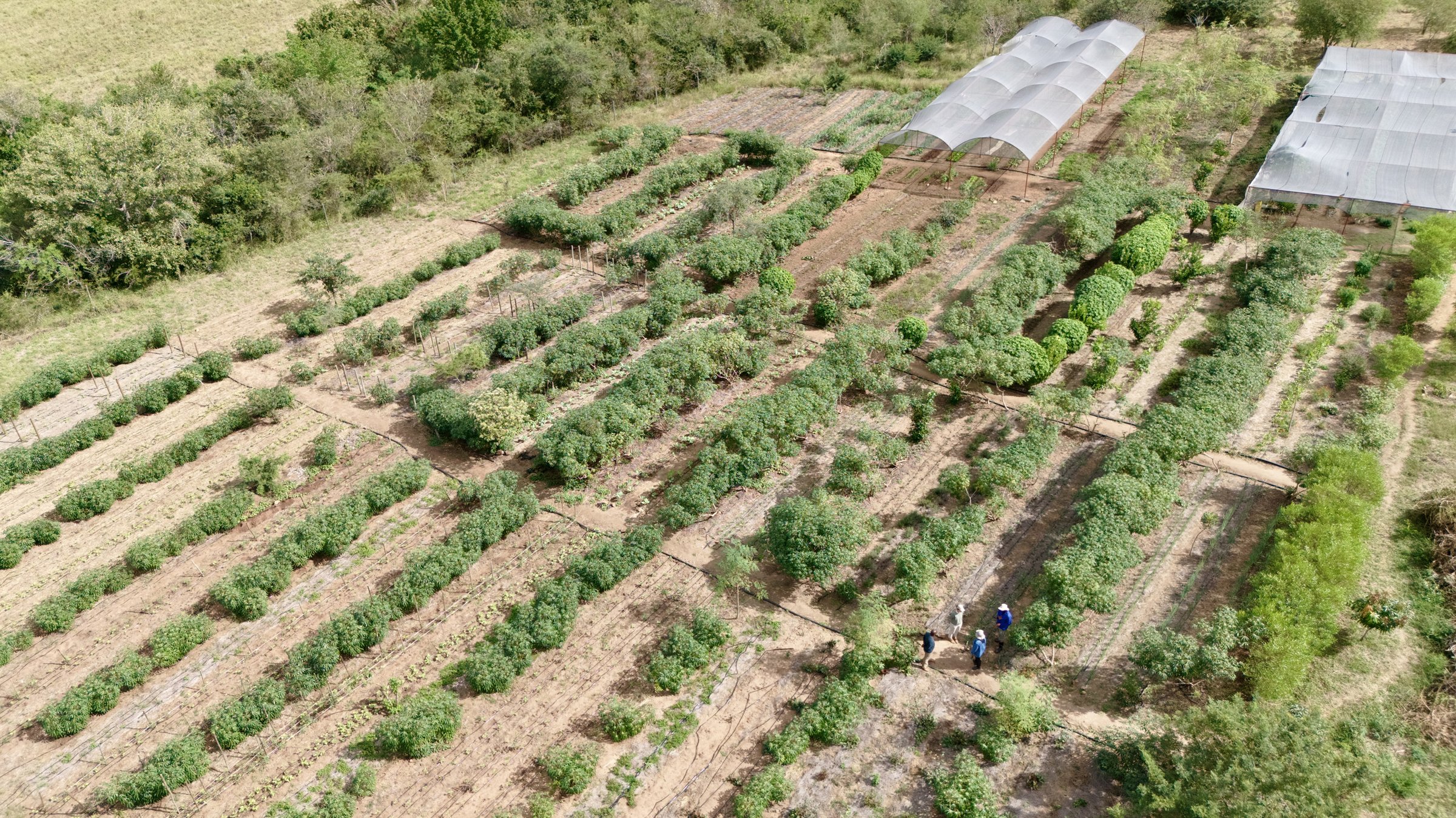 Aerial view of Nkhensani Dhlamini's working farm — shade tunnels and densely planted rows of vegetables surrounded by lowveld bush, May 2026.