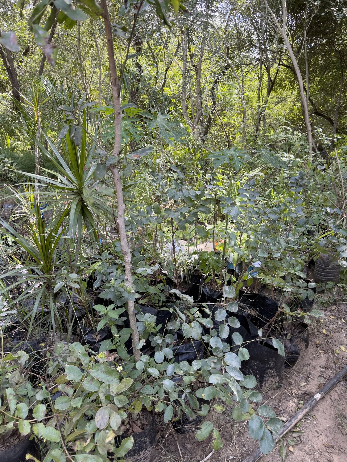 Indigenous saplings raised in nursery bags clustered under tree canopy at Tiyimeleni Nursery, Belfast.