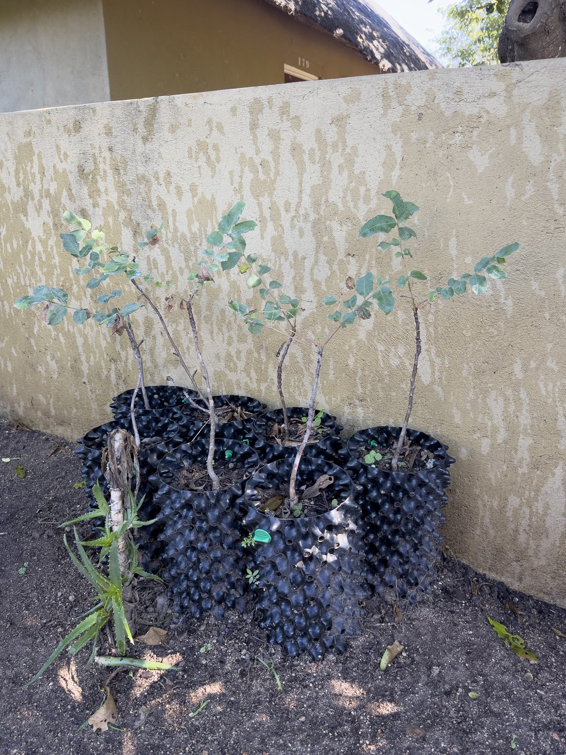 Indigenous saplings in root-trainer bags lined against a rendered rondavel wall at Tiyimeleni Nursery, Belfast — ready for collection.